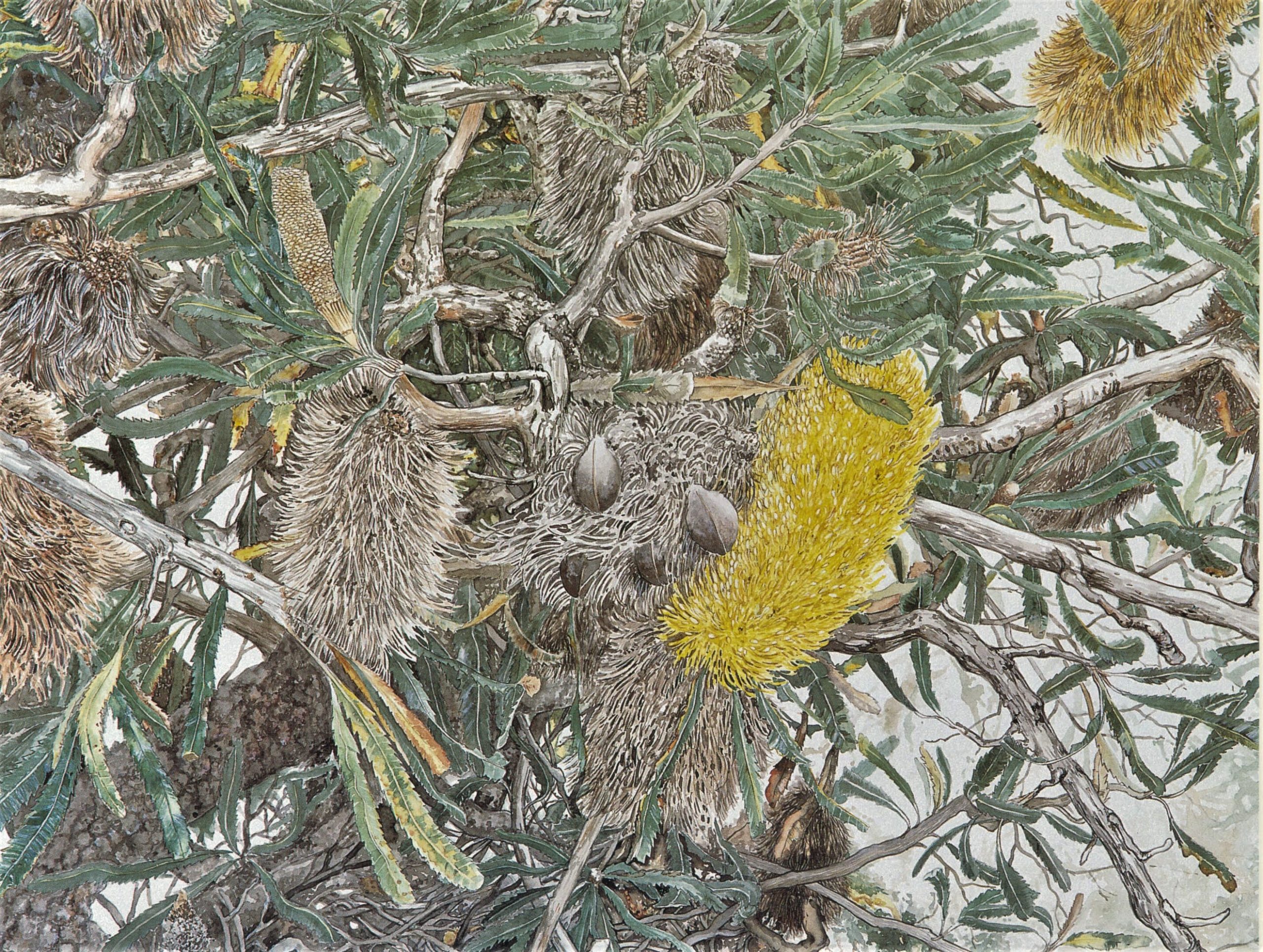 Banksia Serrata (2)