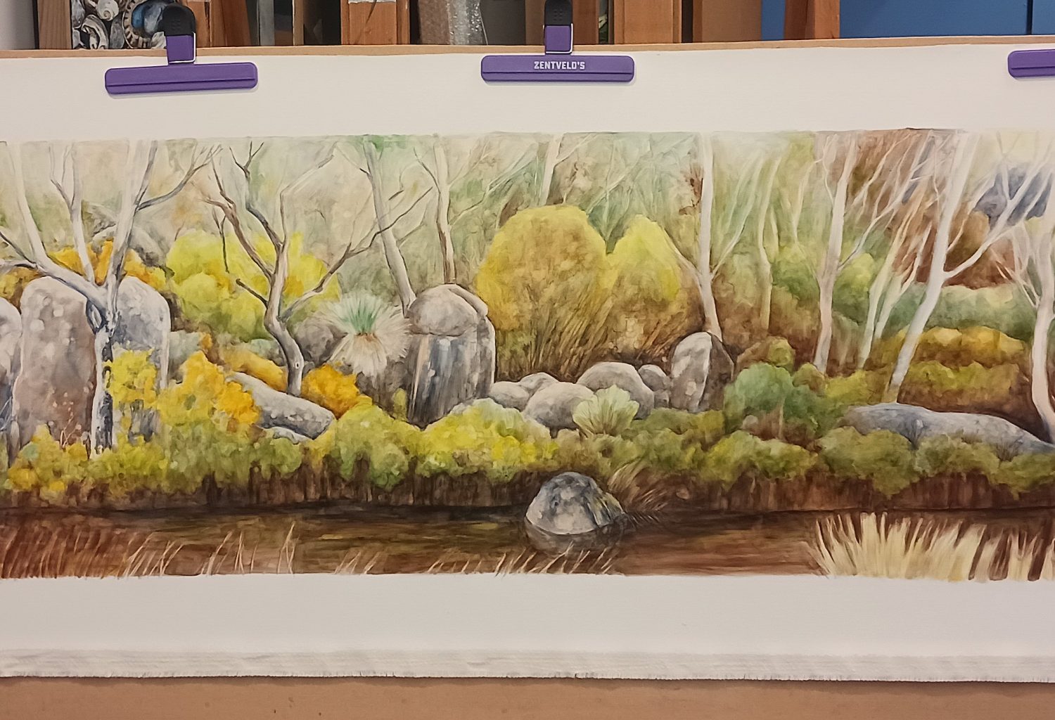 Golden wattles growing along a creek bank